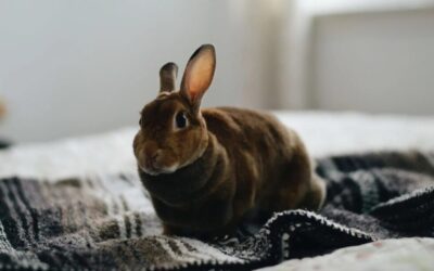 7 Reasons To Adopt A Rescued Rabbit