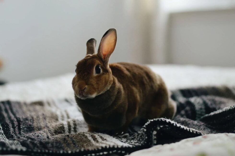 rabbit on a blanket