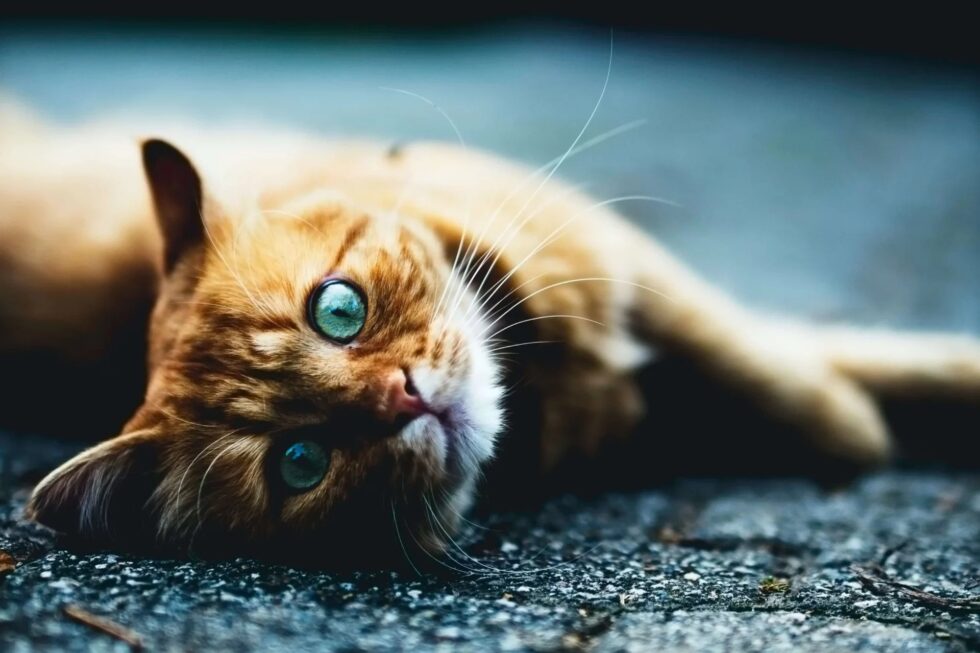 A cat lying on the ground