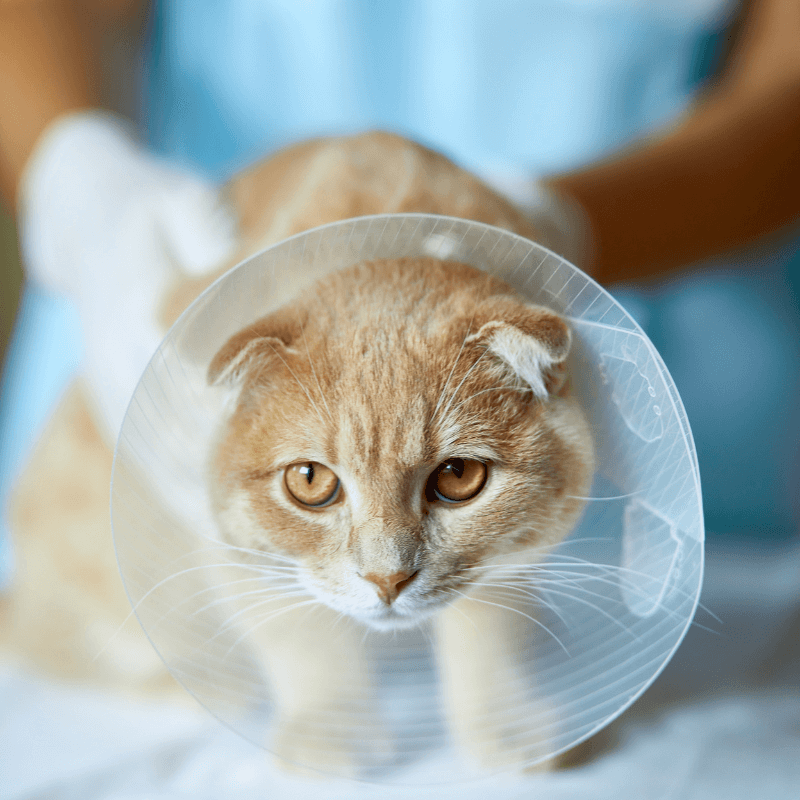A cat with surgery cone