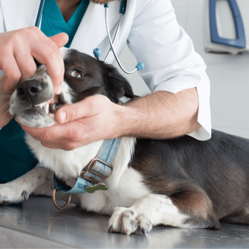 A dog taking dental care
