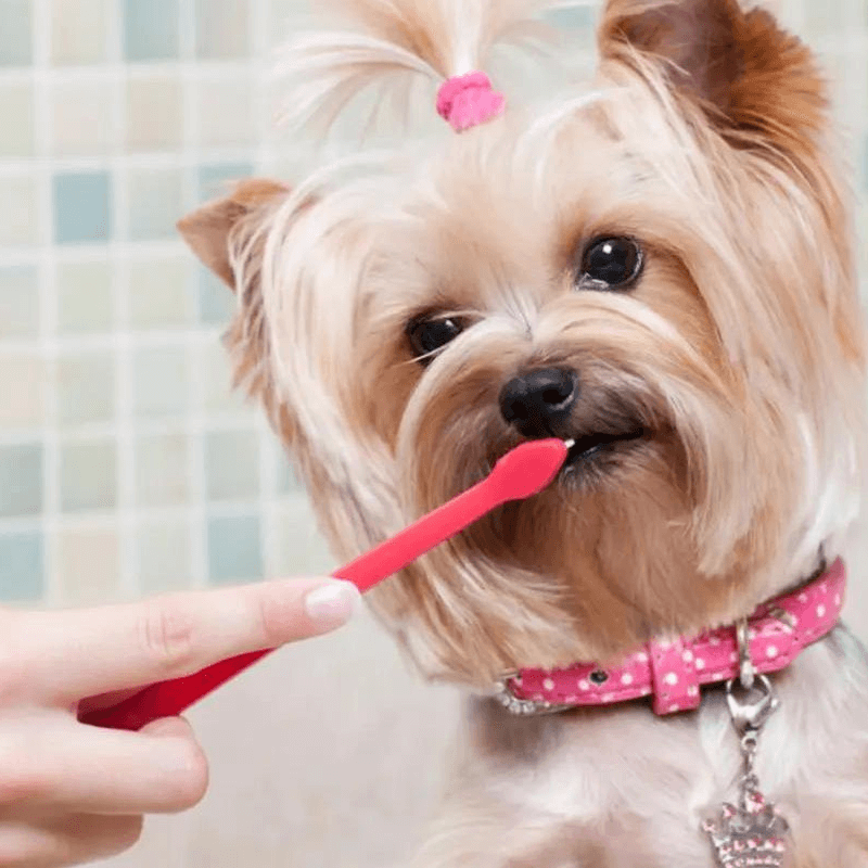 A dog brushing teeth with a toothbrush