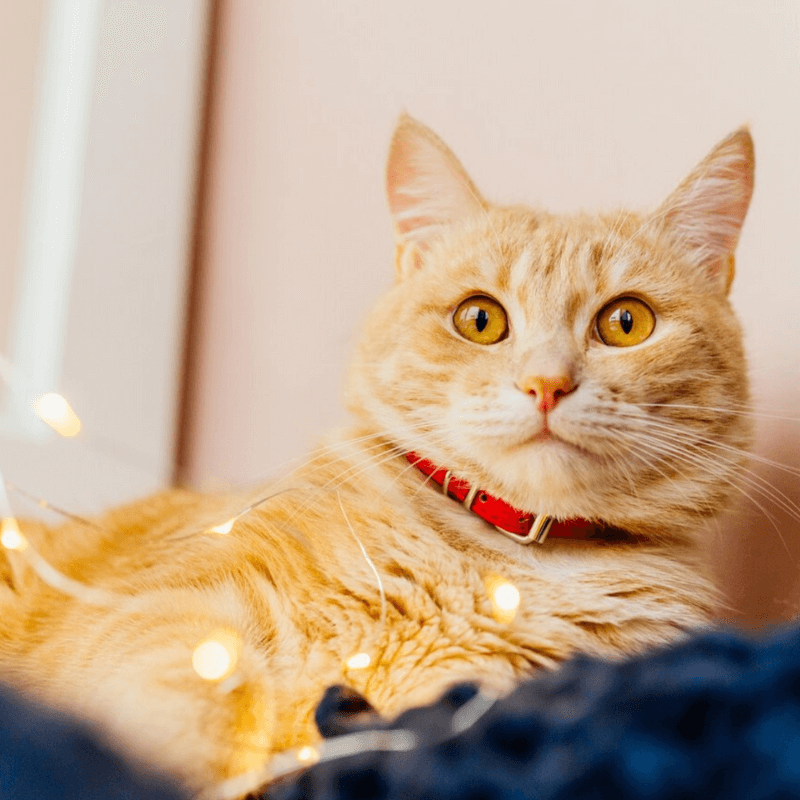 A cat lying on a blanket with lights
