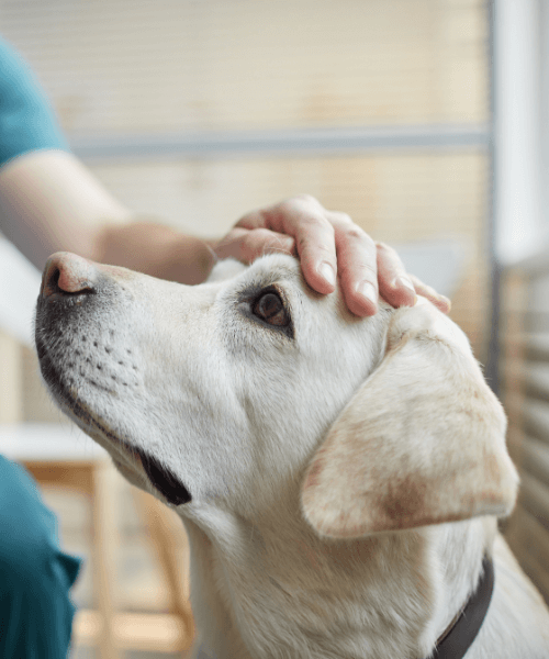 A hand touching a dog's head