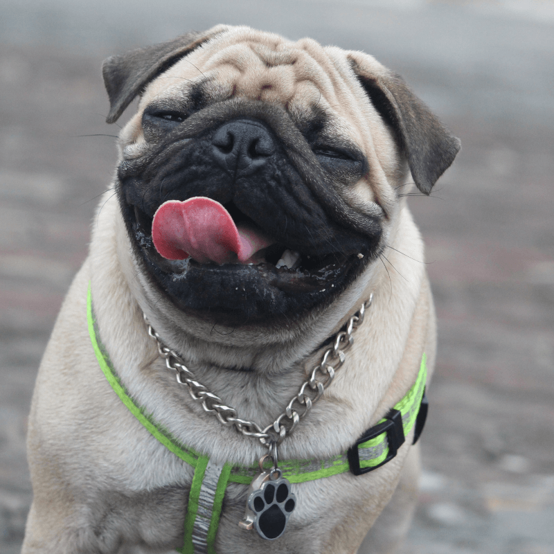 A dog with its tongue out
