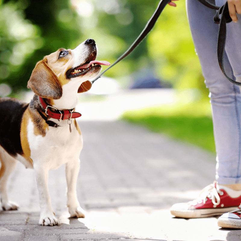 A dog on a leash