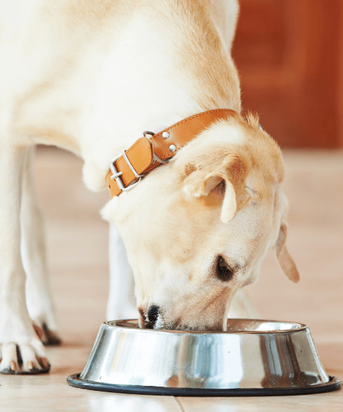 A dog eating out of a bowl