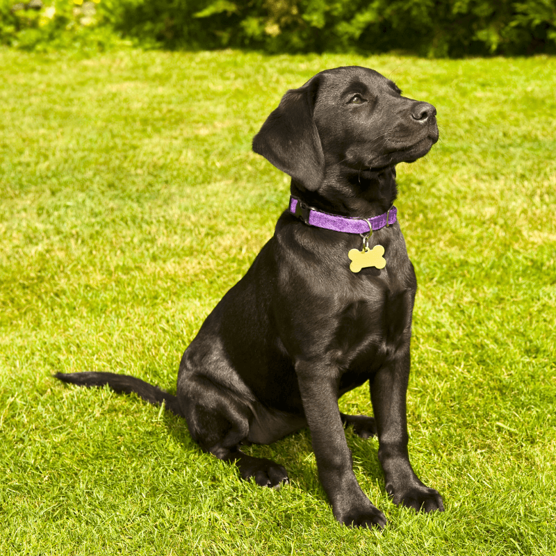 A black dog sitting in grass