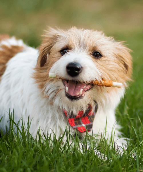 A dog with a denta stick in its mouth