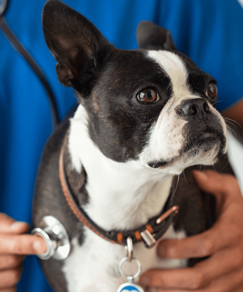 A dog with a stethoscope around its neck
