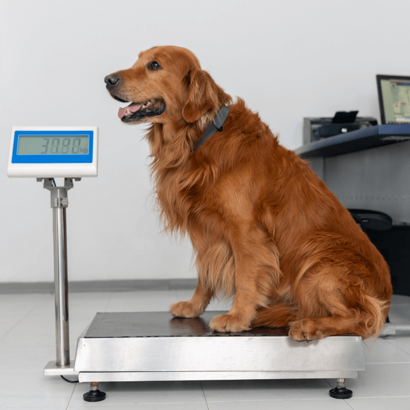 A dog sitting on a scale