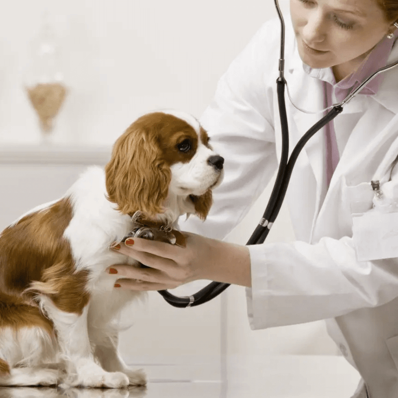 A person wearing a white coat and stethoscope examining a dog