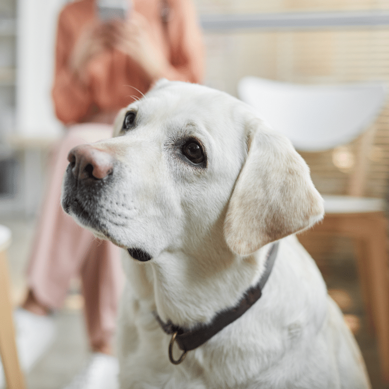 A dog standing on a table